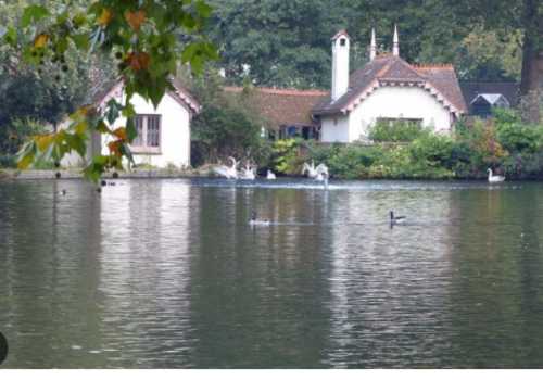 Beautiful duck on water in Duck Island Cottage
