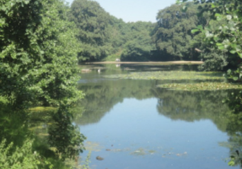 Wimbledon and Putney Commons